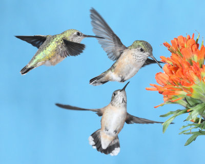 Rufous and calliope hummingbirds