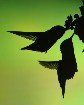 Hummingbird sillouette