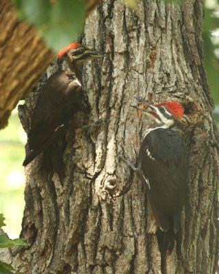 Adult and juvenile pileated woodpeckers
