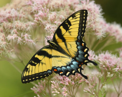 Tiger swallowtail butterfly