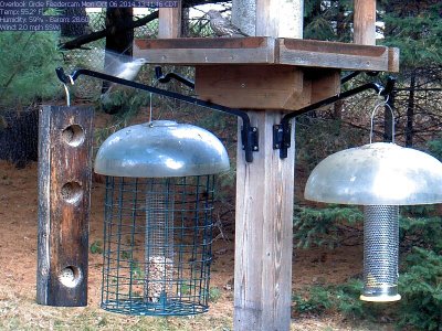 Female house finch