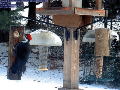 Pileated woodpecker / Downy woodpecker