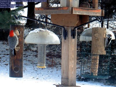 Red-bellied woodpecker / Downy woodpecker