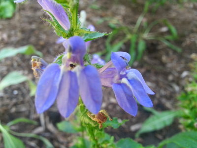 Great blue lobelia