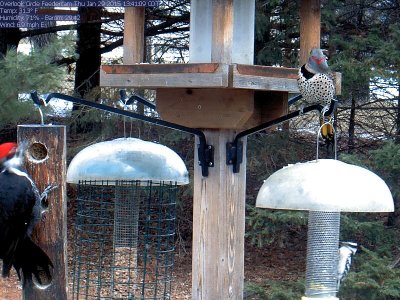 Pileated woodpecker, Northern flicker, Downy woodpecker