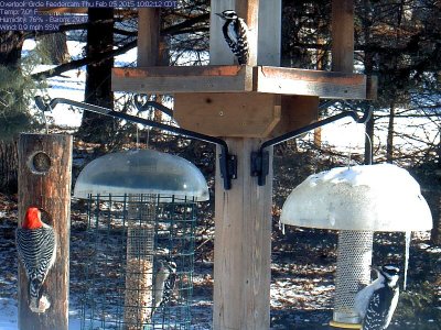 Red-bellied, downy, hairy woodpeckers