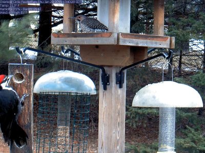 Pileated woodpecker (female), Northern flicker (male)