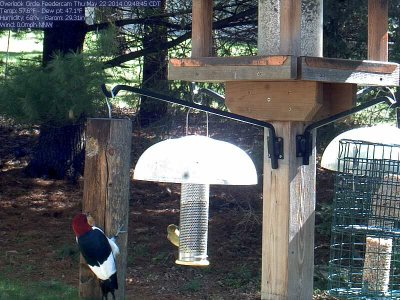 Red-headed woodpecker