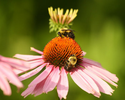 Bees on coneflower