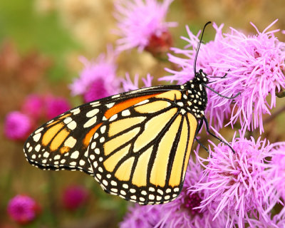 Monarch butterfly on blazingstar