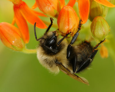 Bumblee on butterfly weed