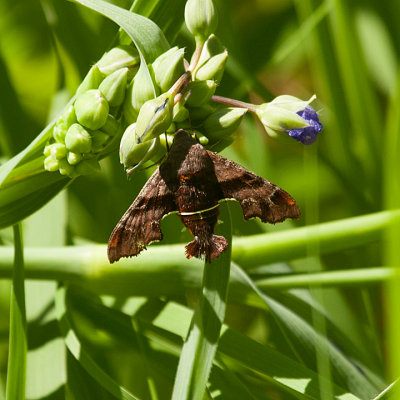 Nessus sphynx moth