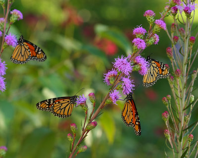 Monarchs on blazingstar