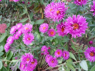 Aster blooming