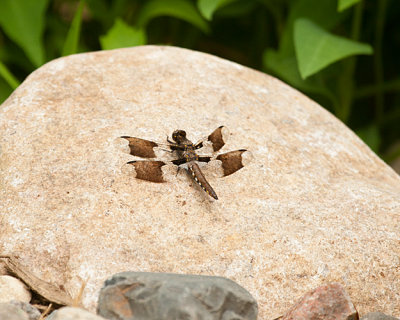 White tailed skimmer dragonfly