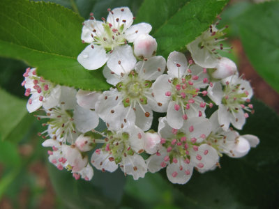 Nannyberry blooming