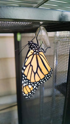 Monarch just emerged