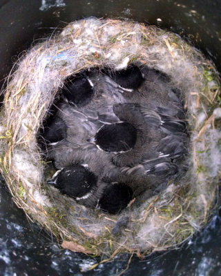 Black capped chickadee nest