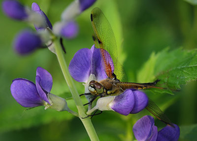 Dragonfly on wild indigo
