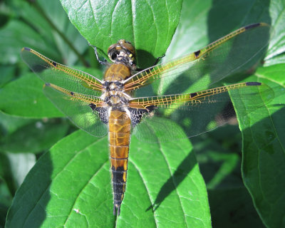 Four spotted skimmer dragonfly