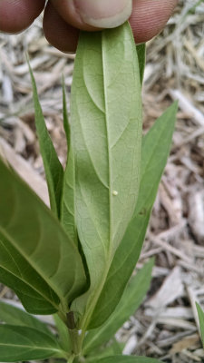 Monarch butterfly egg on swamp milkweed