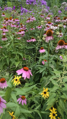 Purple coneflower, phlox and black eyed susan