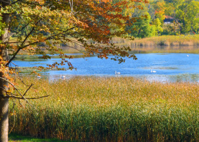 Swans on the Pond