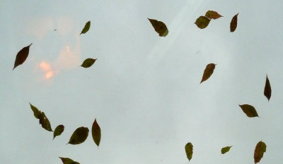 Leaves dancing to the wind's symphony 