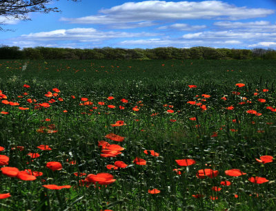 Poppies