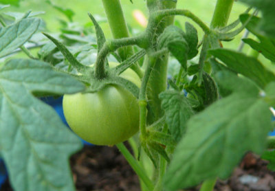My First TomatoX