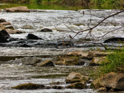 River Watch