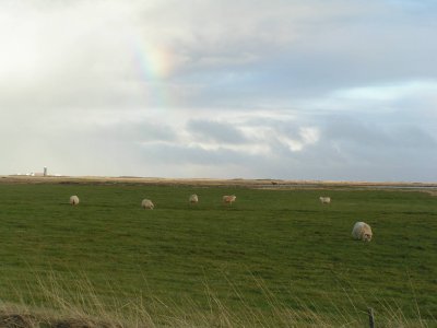 The local sheep and a rainbow.