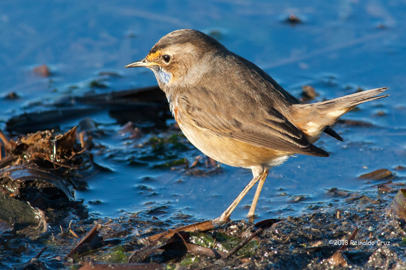 Pisco-de-peito-azul  ---  Bluethroat  ---  (Luscinia svecica) 