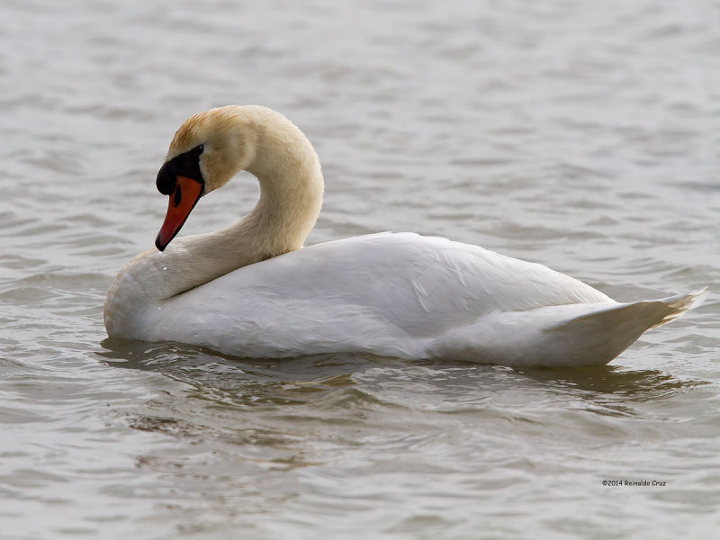 Cisne-mudo ---  Mute Swan  ---  (Cygnus olor)