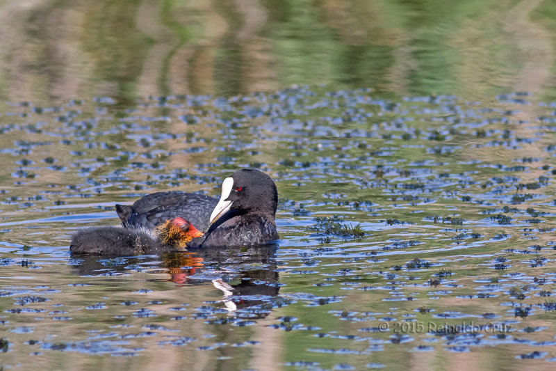 Galeiro  ---  Coot  ---  (Fulica atra)