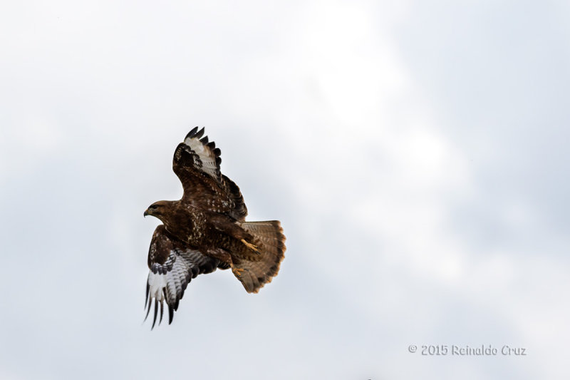 guia-dasa-redonda -- Buzzard -- (Buteo buteo )