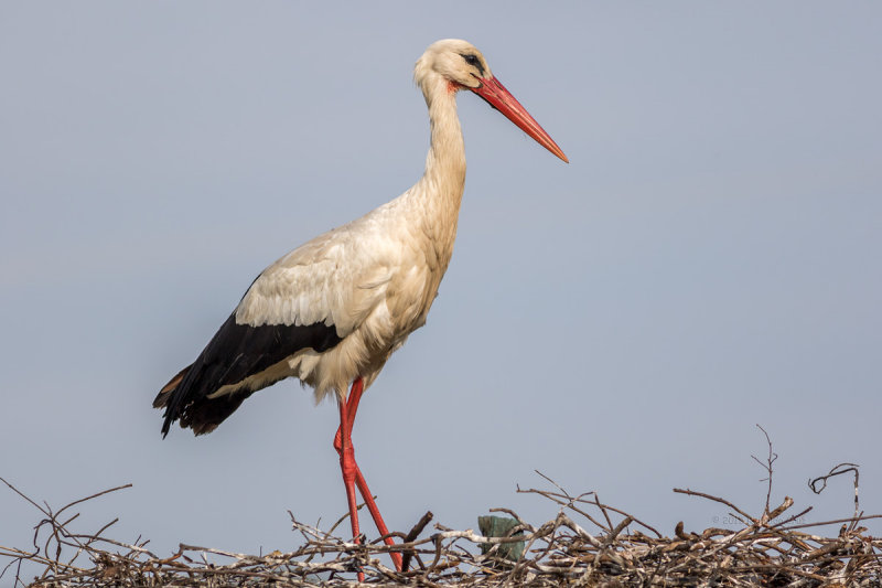 Cegonha-branca  ---  White Stork  ---  (Ciconia ciconia)