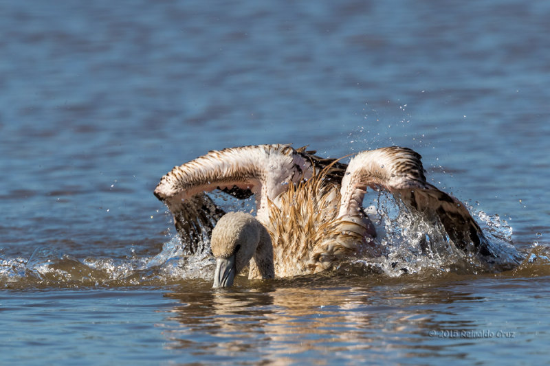 Flamingo-comum --- Greater Flamingo --- (Phoenicopterus roseus)