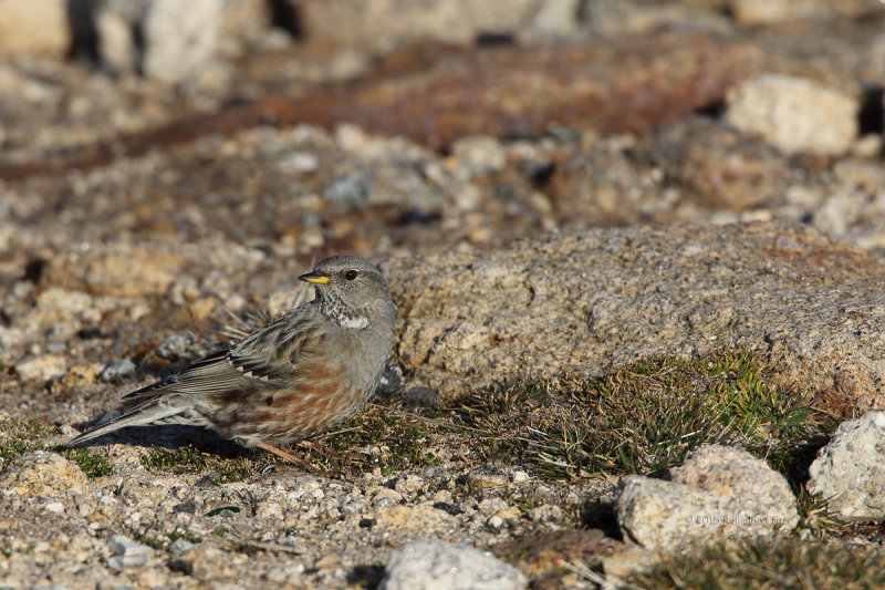 Ferreirinha-serrana  ---  Alpine Accentor  ---  (Prunella collaris)