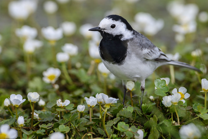 Alvola-branca  ---  White Wagtail  ---  (Motacilla alba)