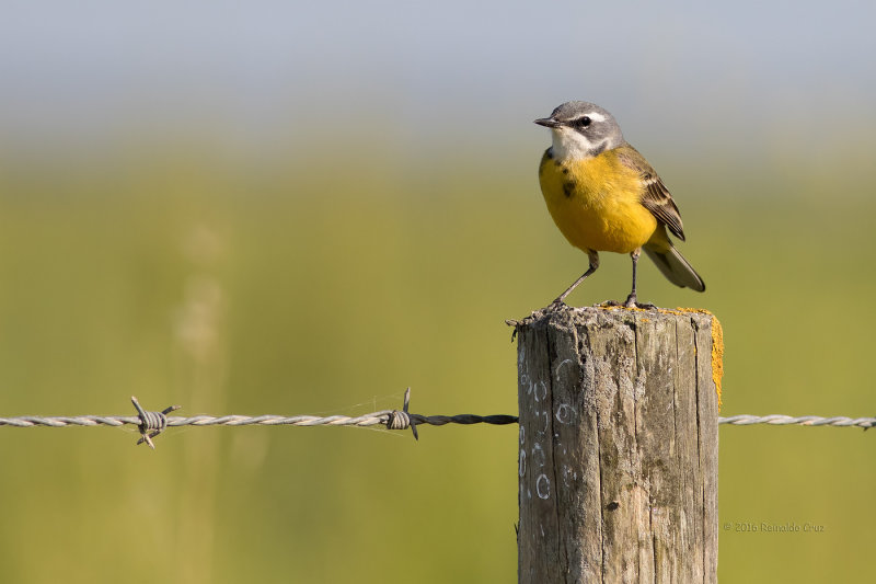 Alvola-amarela  ---  Yellow Wagtail  ---  (Motacilla flava)