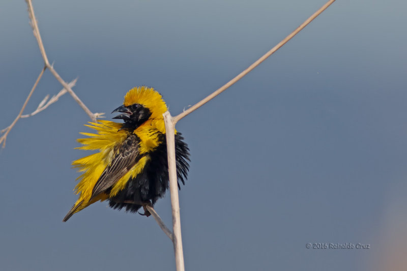 Bispo-de-coroa-amarela --- Yellow-crowned Bishop --- (Euplectes afer)