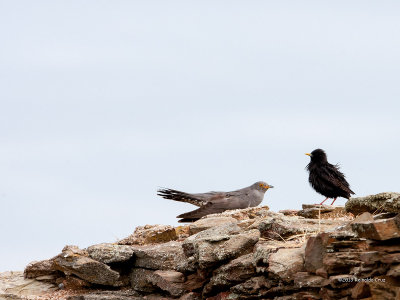 Cuco  ---  Cuckoo  &  Estorninho  ---  Spotless Starling