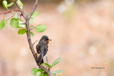 Felosa-do-mato  ---  Dartford Warbler  ---  (Sylvia undata)