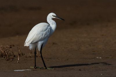 Gara-branca-pequena  ---  Little Egret  ---   (Egretta garzetta)