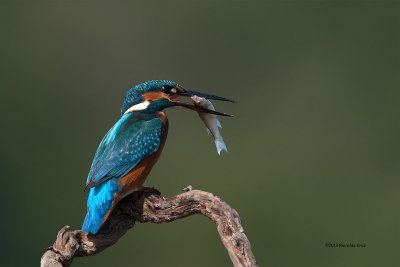 Guarda-rios-comum --- Kingfisher ---  (Alcedo atthis) 