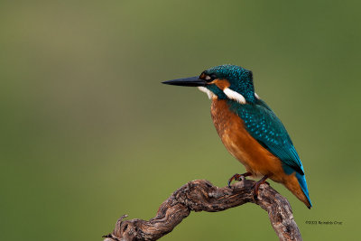 Guarda-rios comum --- Kingfisher ---  (Alcedo atthis) 