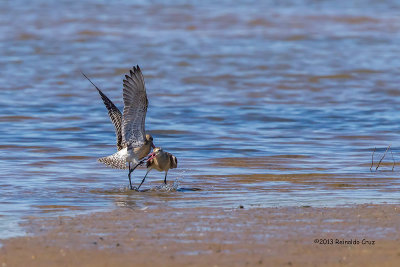 Fuselo  ---  Bar-tailed Godwit  ---  (Limosa lapponica)