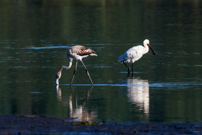 Flamingo --- Greater Flamingo ---  (Phoenicopterus roseus ) & Colhereiro  ---  Spoonbill  ---  (Platalea leucorodia )