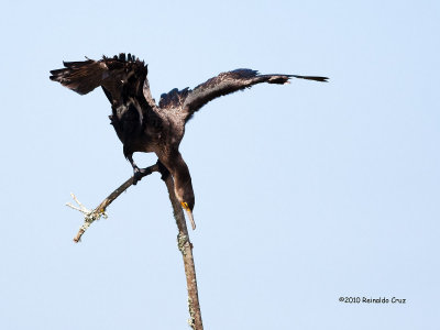 Corvo-marinho  ---  Cormorant  ---  (Phalacrocorax carbo )